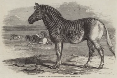 O Quagga nos Jardins da Sociedade Zoológica, Regent&39;s Park